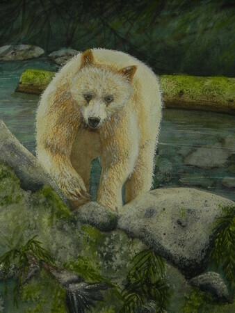 Rainforest Bear