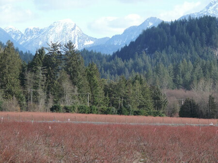 Red blueberry fields, Pt Coquitlam