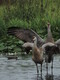 Red-Sandhill Cranes Stretch
