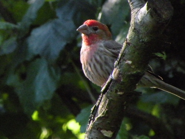 Red song sparrow