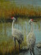 Reifel Island Cranes