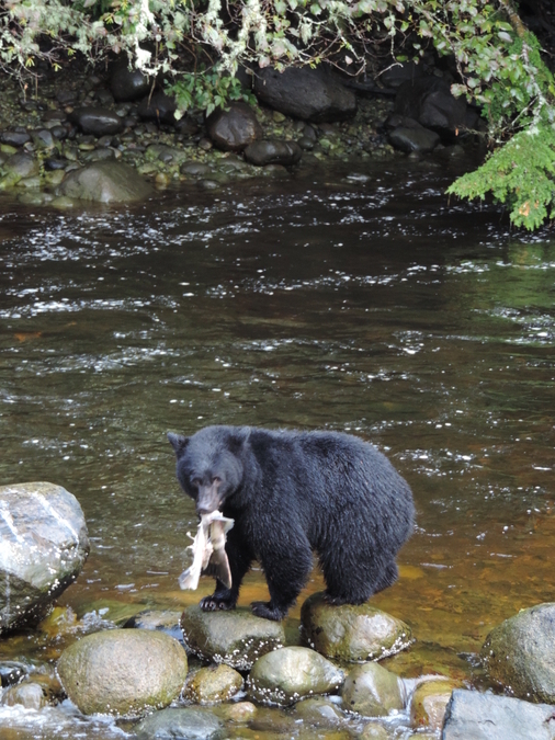 Salmon Catch