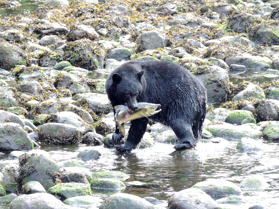 Inlet Bear Catch