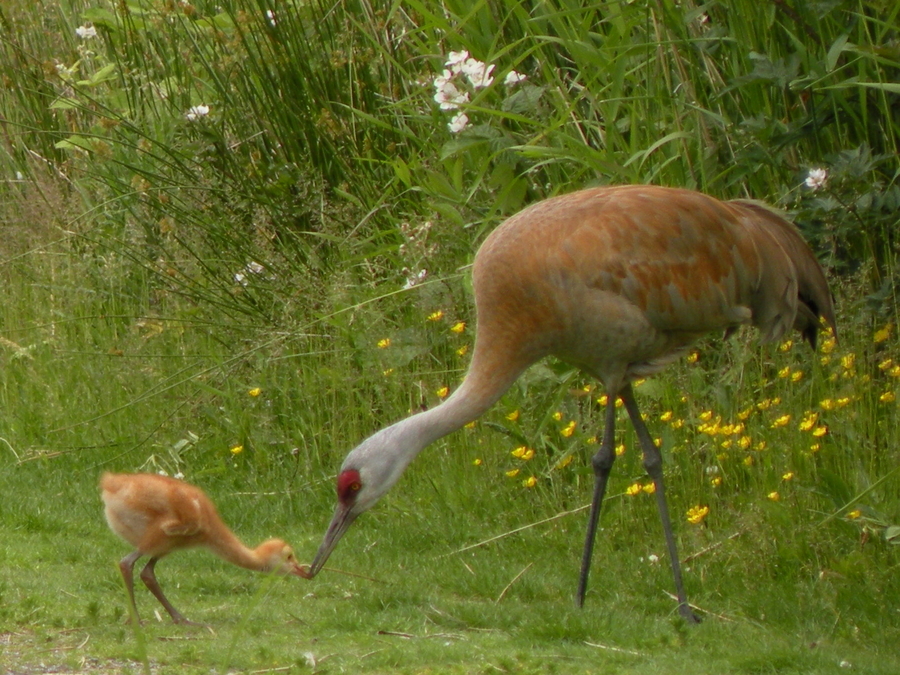 Sandhill crane and colt