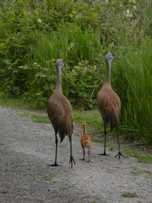 Sandhill crane & colt