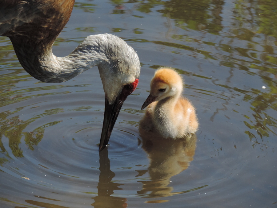 Sandhill Crane Colt