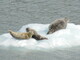 Seals on Iceburg