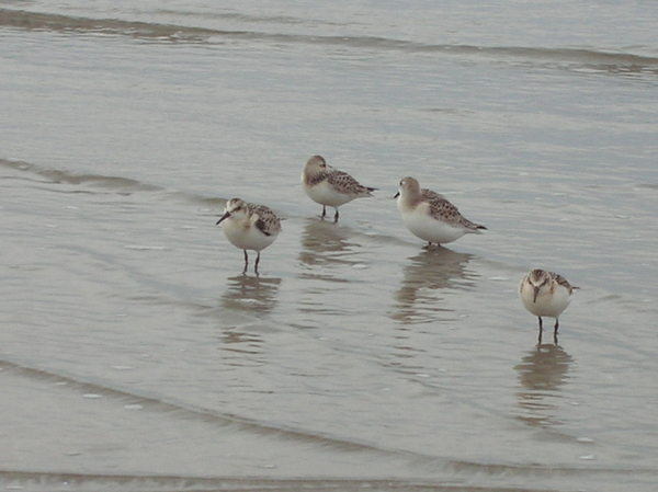 Shorebirds