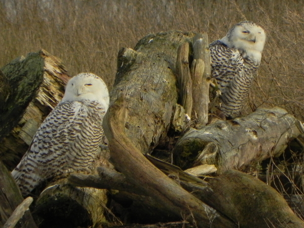 Snowy Owls , Delta BC