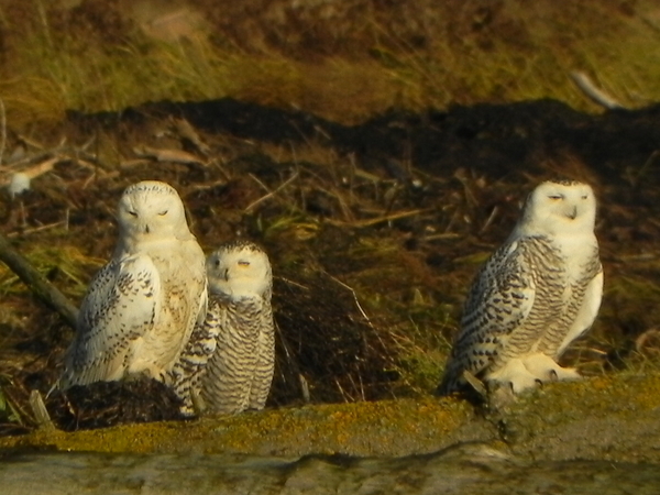 Snowy Owls