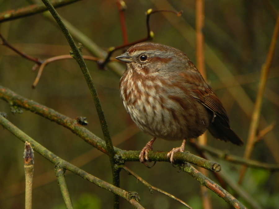 Stanley Park Sparrow