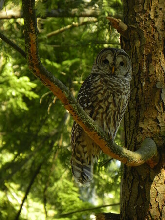 Stanley Park Barred Owl