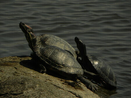 Stanley Park Turtles