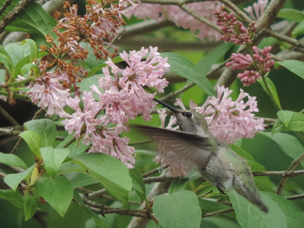 Summer Hummer