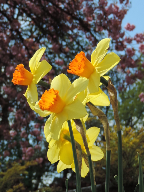 Sunny Daffodils