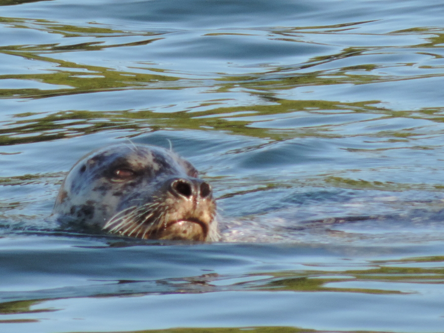 Surfing Seal