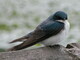 Swallow Returns to Burnaby Lake