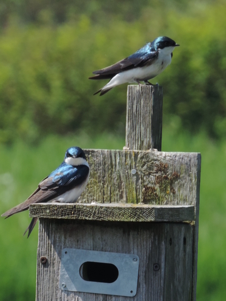 Swallow's House in Spring