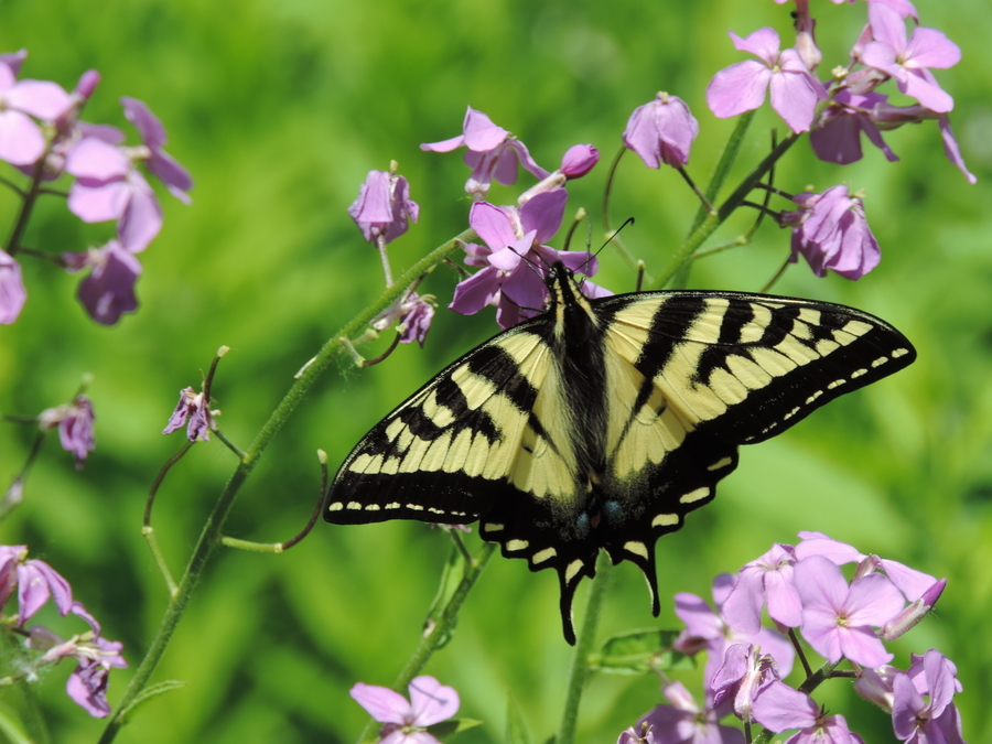 Swallowtail