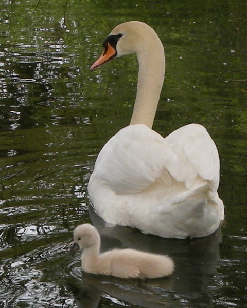 Swan & Cygnet