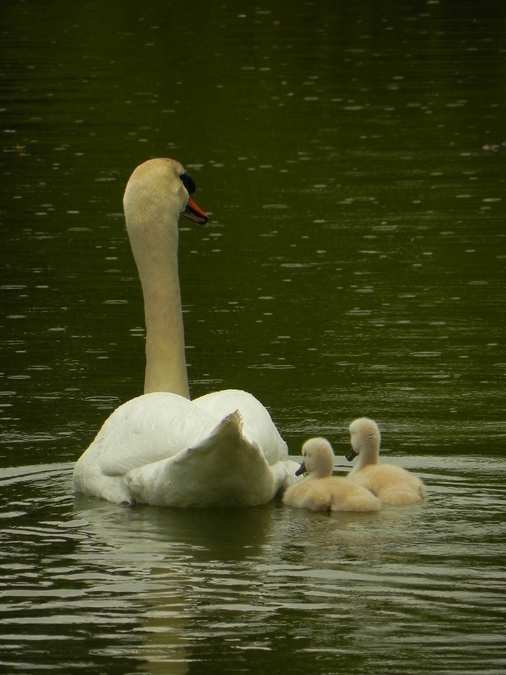 Swan & Cygnets