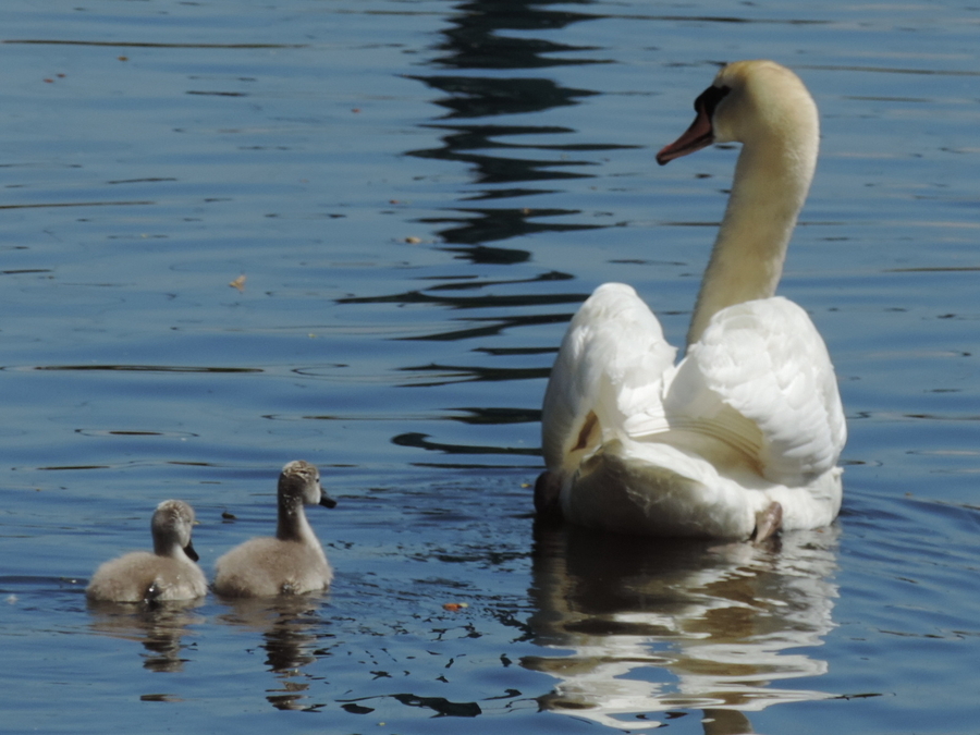 Swan & Cygnets