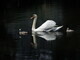 Swan & Cygnets