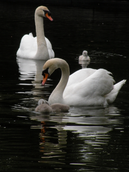 Swan Family