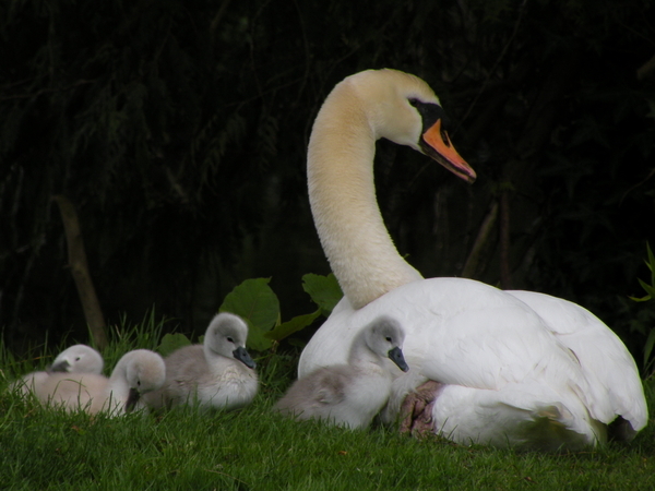 Swan Family