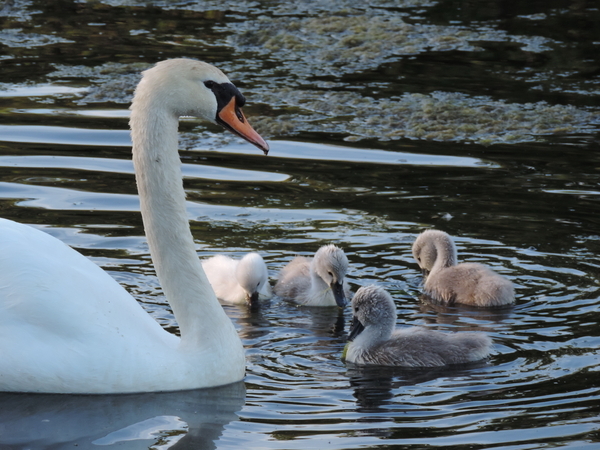 Swan Family