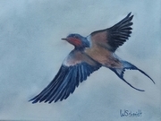 Swift Swallow