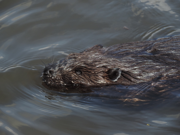 Swimming Beaver