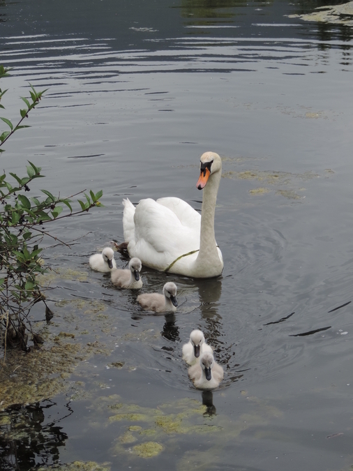 The Cygnets