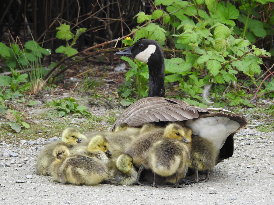 The Gosling Bunch