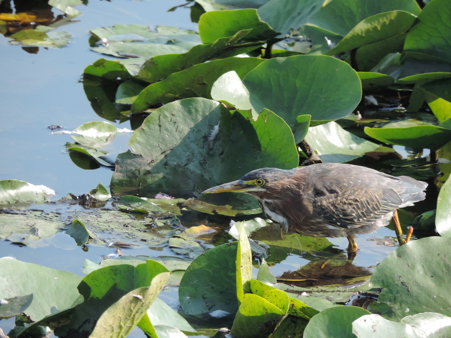 The Green Heron