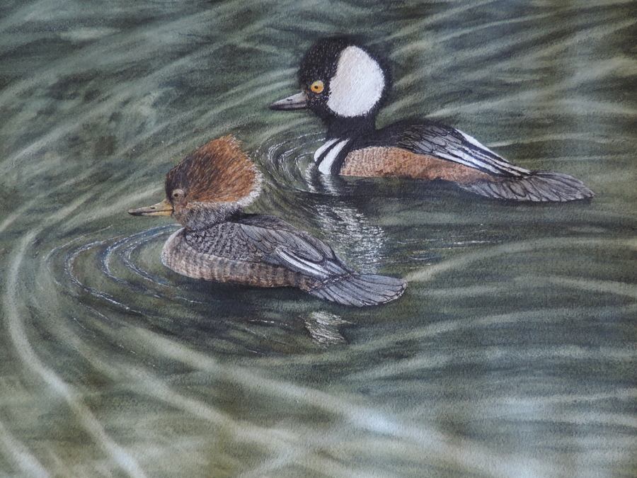 The Mergansers