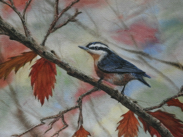 The Nuthatch