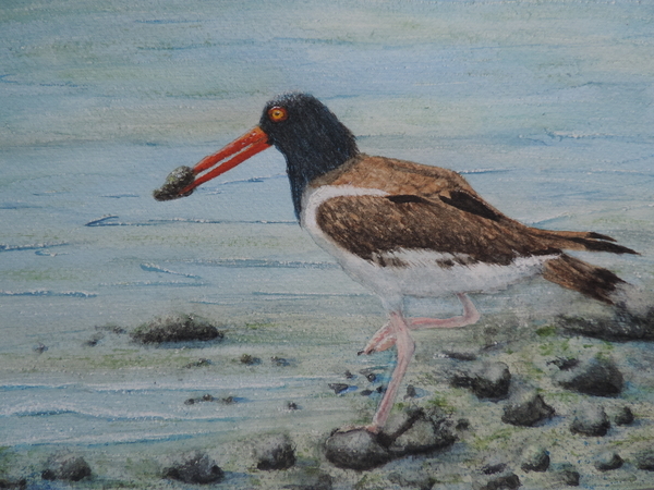 The Oyster Catcher