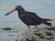 The Oyster Catcher