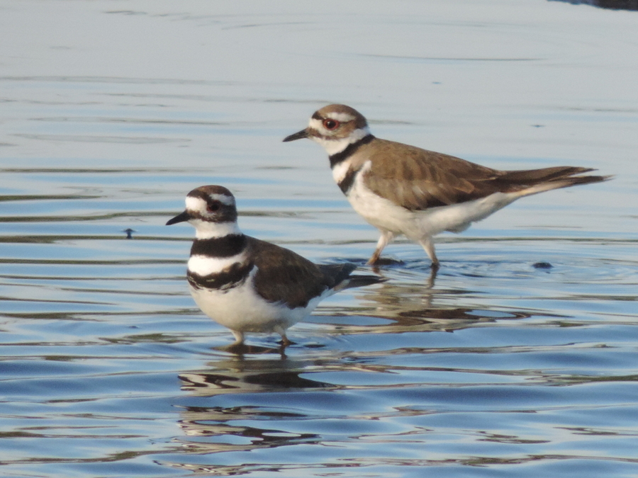 The pair of kill deer shore birds