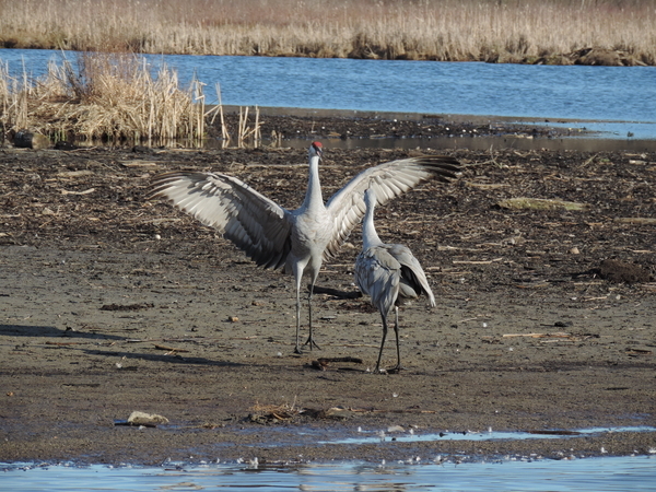 The red-sandhill cranes