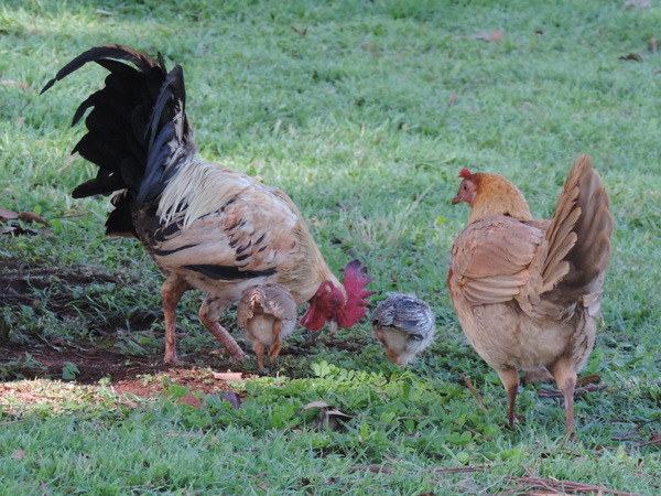 The Rooster family