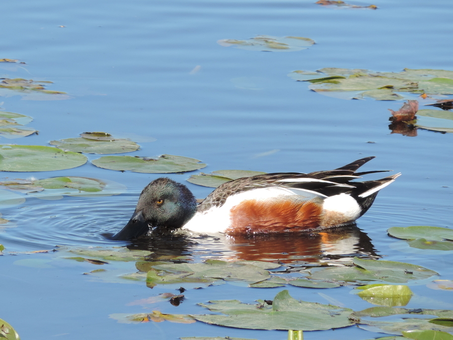 The Shoveler