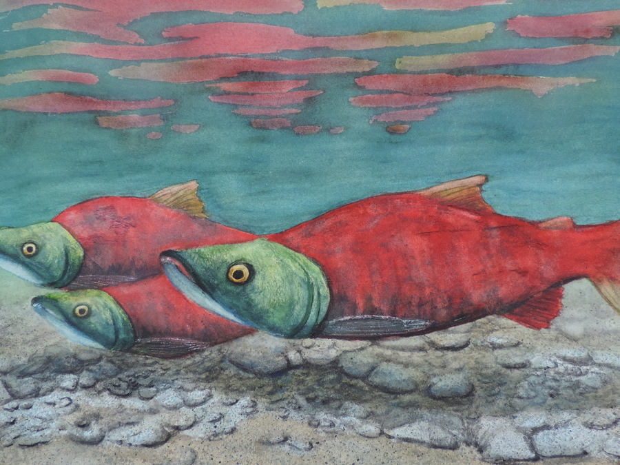 The Sockeye Run