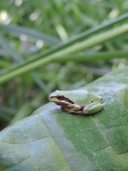 Pacific Tree Frog on skunk cabbage