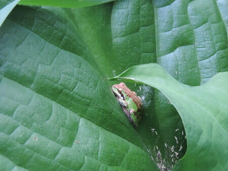 Tiny green frog on a skunk cabbage