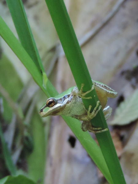 Pacific Tree Frog