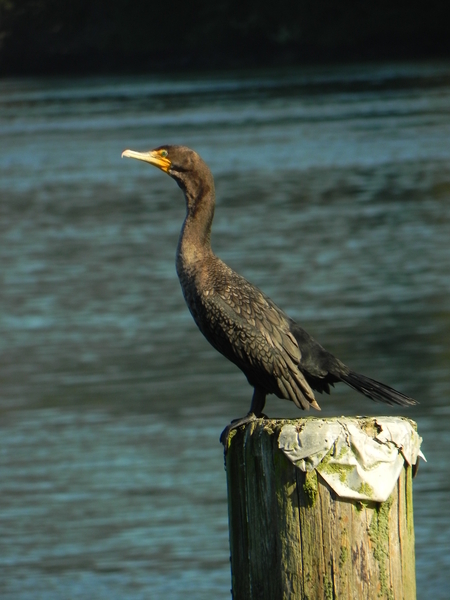 Tofino Cormorant