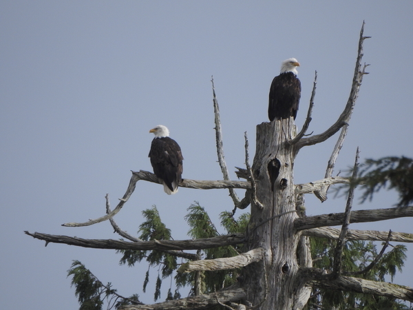 Tofino's local Eagles