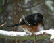 Toowe Bird in the snow